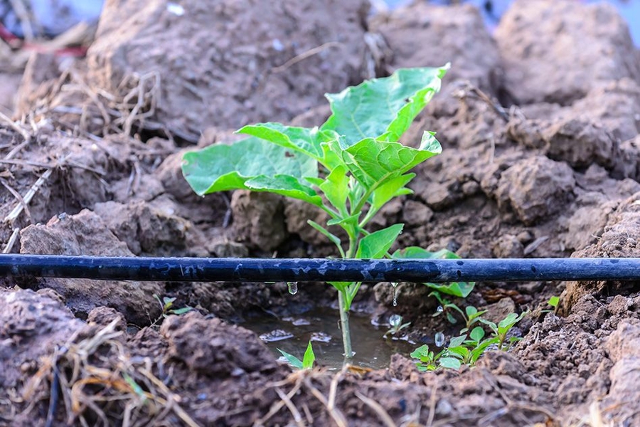 Drip Irrigation